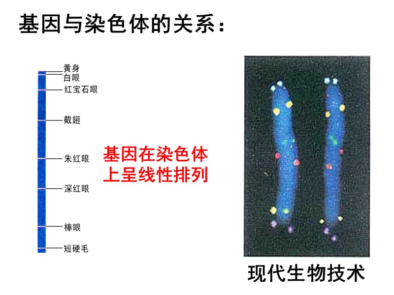 染色体、DNA、基因的关系.ppt_第3页
