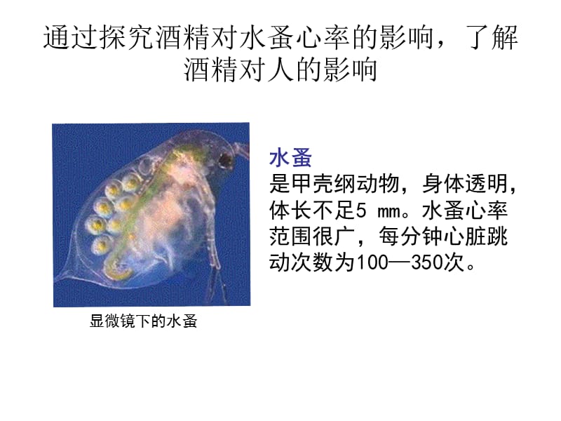 实验：探究不同浓度酒精对水蚤心率的影响.ppt_第3页