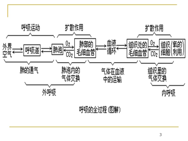 呼吸困难患者的紧急护理.ppt_第3页