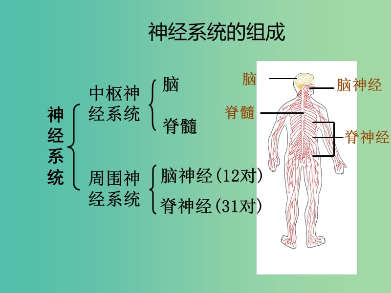 七年级生物下册 第四章 第二节 信息的传递课件 冀教版.ppt_第2页