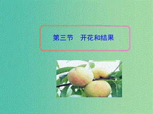 七年級(jí)生物上冊(cè) 3.2.3 開(kāi)花和結(jié)果課件 新人教版.ppt