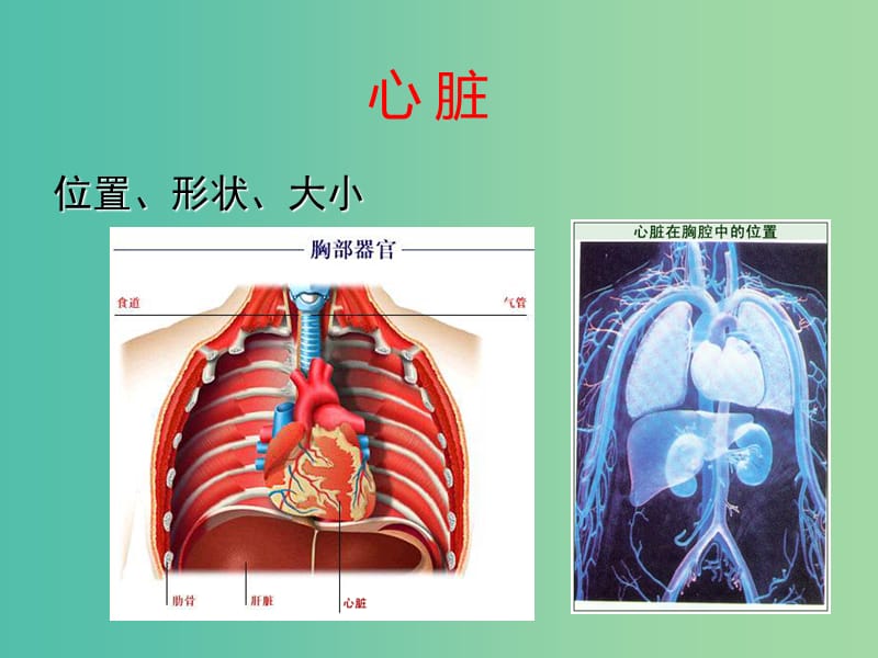 七年级生物下册 第四章 第三节 输送血液的泵—心脏课件1 新人教版.ppt_第3页