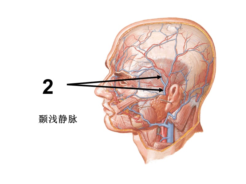 局解实验考核图片提纲(100题).ppt_第2页