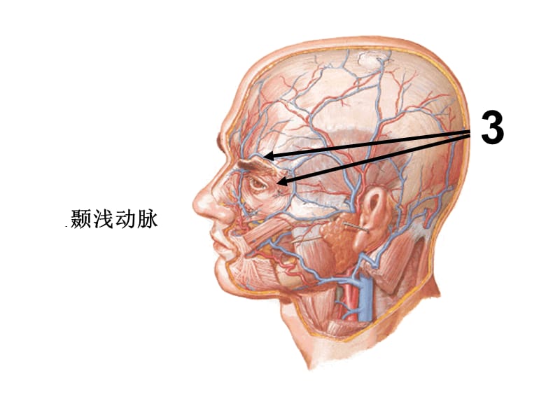 局解实验考核图片提纲(100题).ppt_第3页