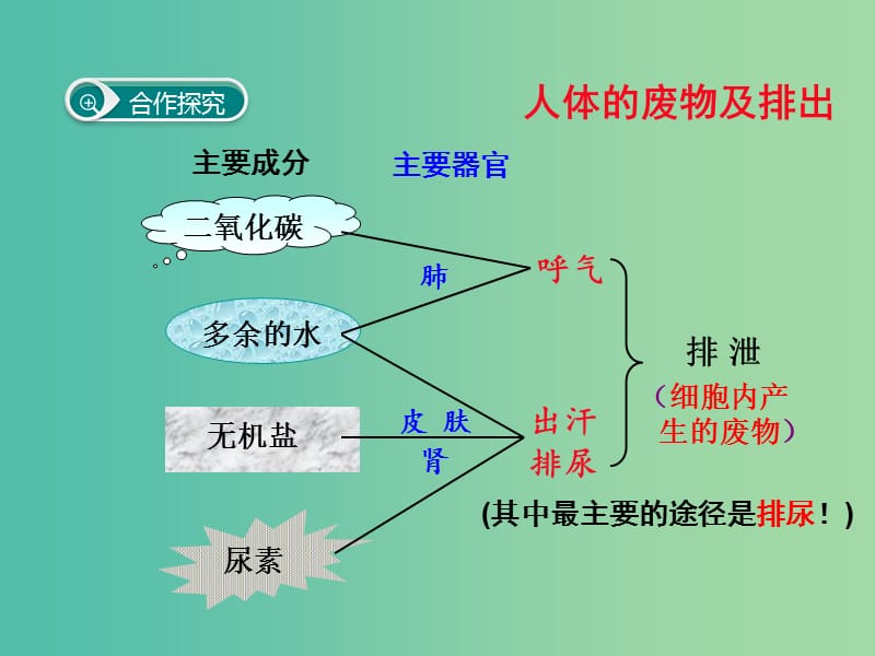 七年级生物下册 第五章 人体内废物的排出课件 （新版）新人教版.ppt_第3页