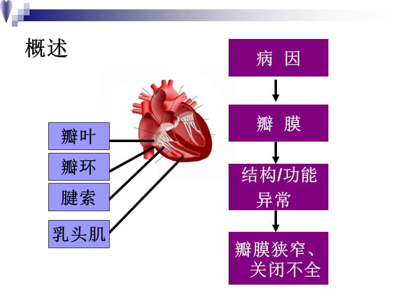 心脏瓣膜病ppt课件.ppt_第2页