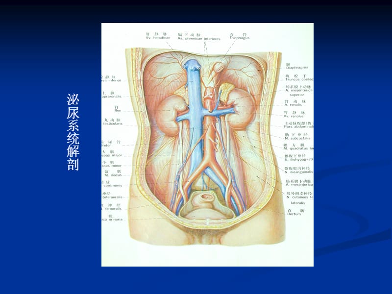 泌尿系统疾病CT诊断.ppt_第2页