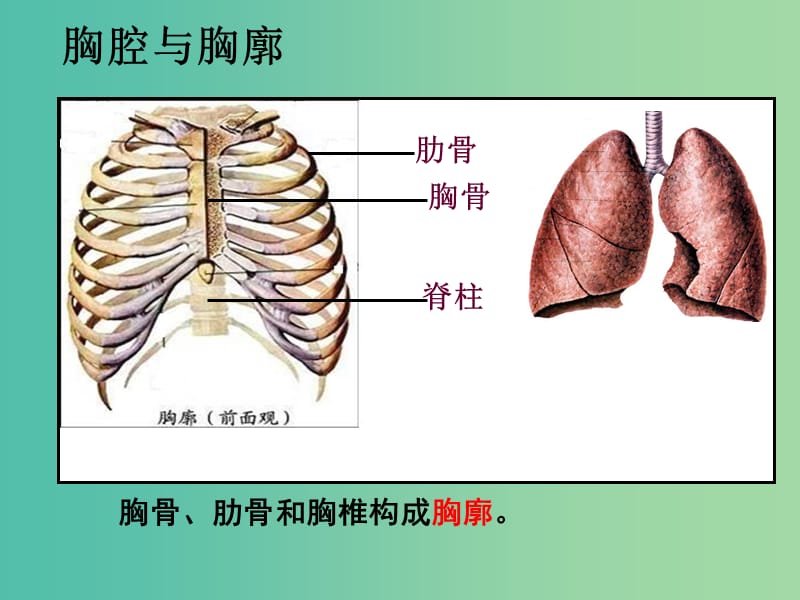 七年级生物下册 3.2 发生在肺内的气体交换课件 新人教版.ppt_第3页