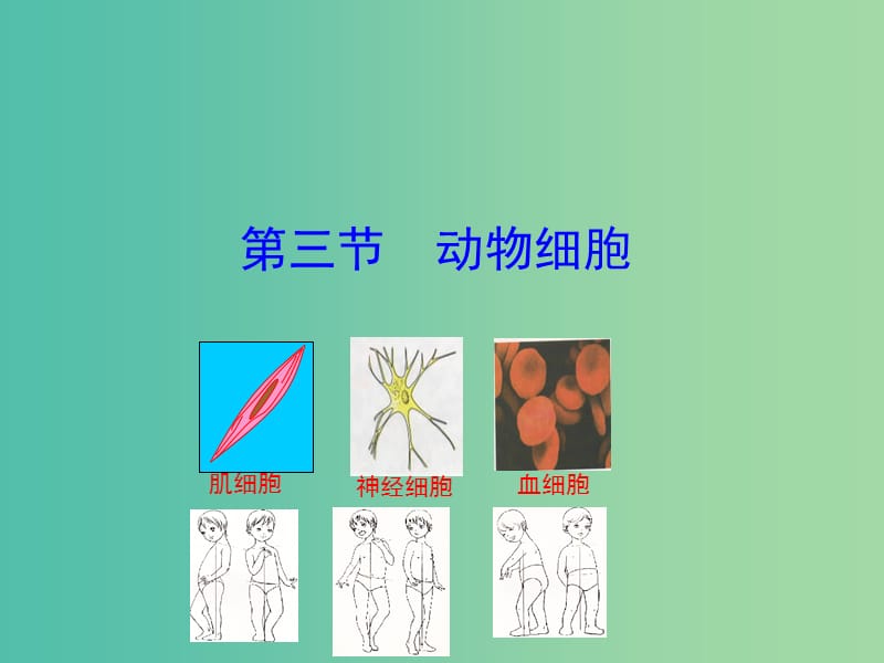 七年级生物上册 2.1.3 动物细胞课件教学课件 新人教版.ppt_第1页