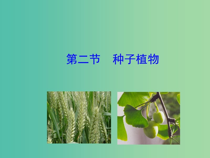 七年级生物上册 3.1.2 种子植物教学课件 新人教版.ppt_第1页