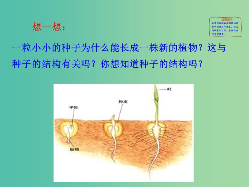 七年级生物上册 3.1.2 种子植物教学课件 新人教版.ppt_第2页