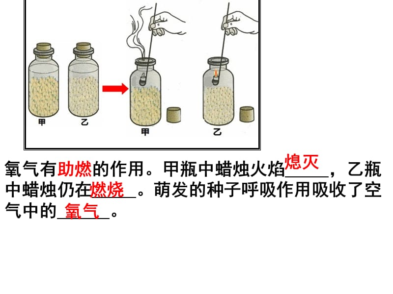 呼吸作用消耗氧气释放二氧化碳.ppt_第3页