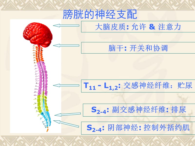 神经源性膀胱康复治疗.ppt_第3页