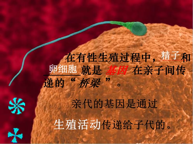 八年级生物下册 第七单元 第二章 第2节 基因在亲子代间的传递课件 新人教版.ppt_第3页