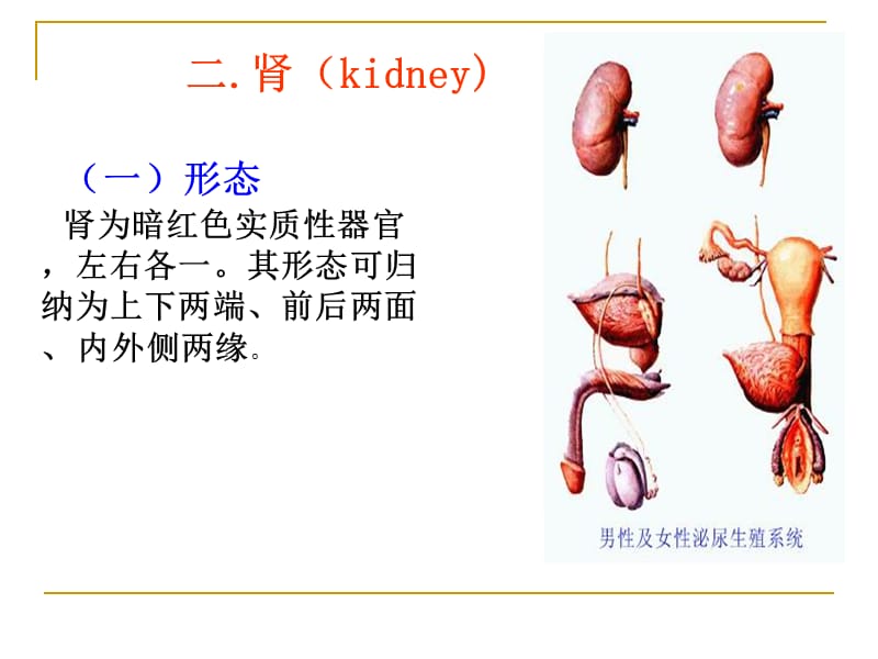 系统解剖学之泌尿系统.ppt_第3页