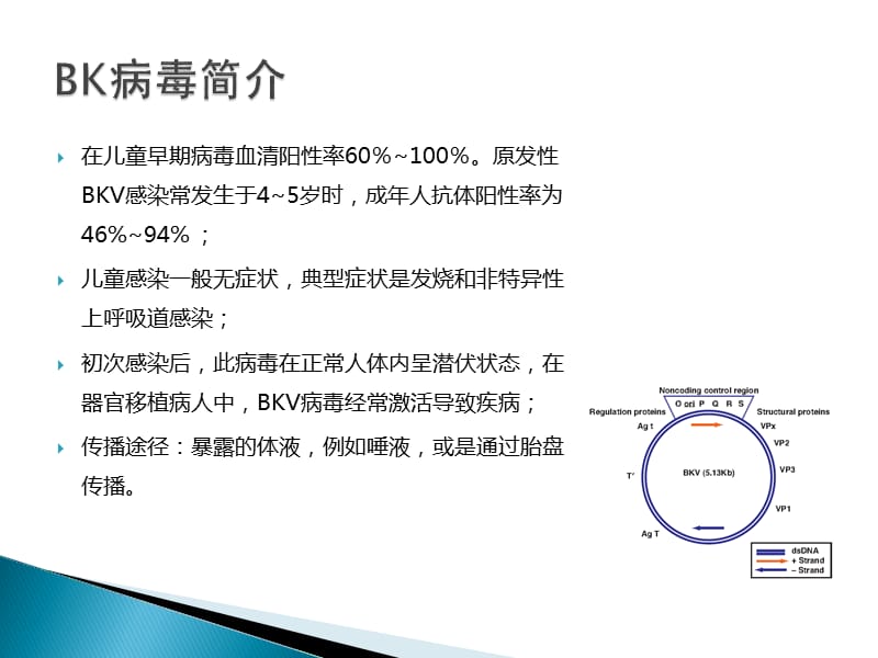 BKV病毒的检测.ppt_第3页