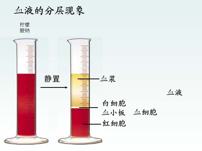 七年级生物下册 第四章 人体内物质的运输课件 新人教版.ppt_第2页