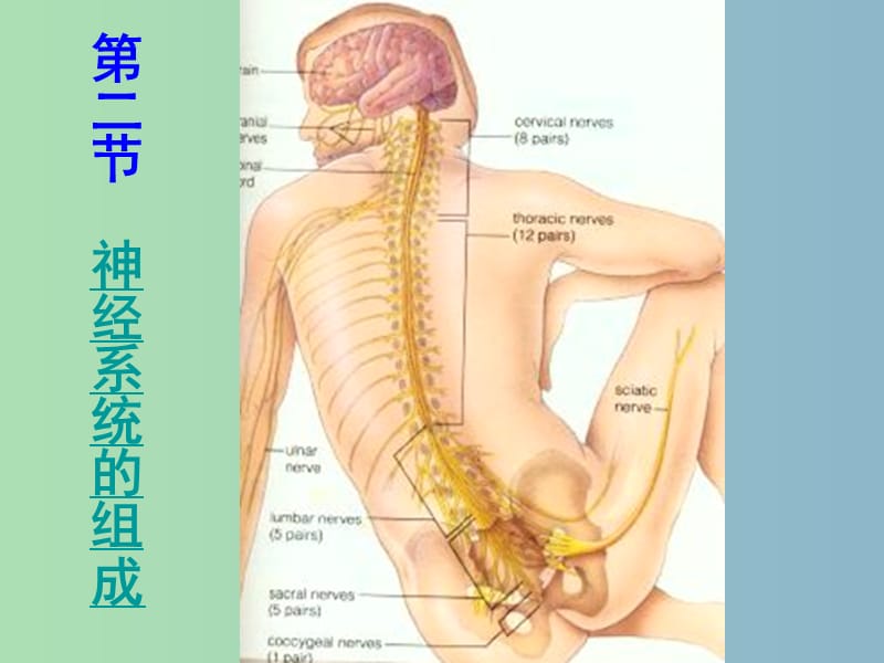 七年级生物下册 6.2 神经系统的组成课件 新人教版.ppt_第3页