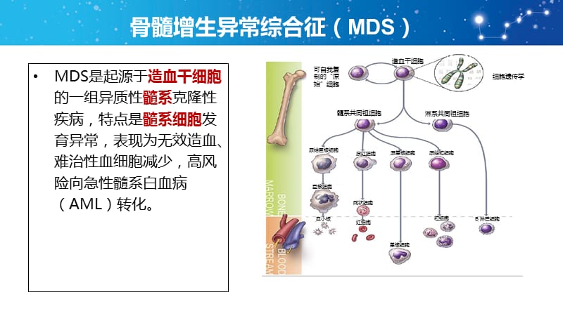 骨髓增生异常综合征诊断与治疗中国共识.ppt_第3页
