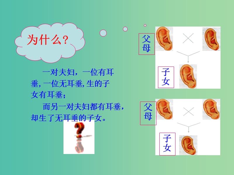 八年级生物上册 第二十章 第三节 性状遗传有一定的规律性课件 北师大版.ppt_第3页