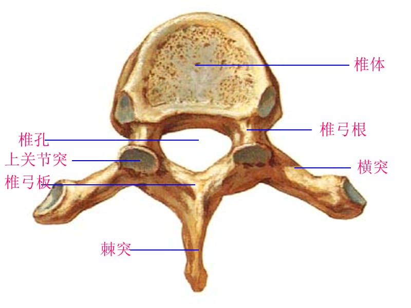 系统解剖学实物标本考试复习.ppt_第2页