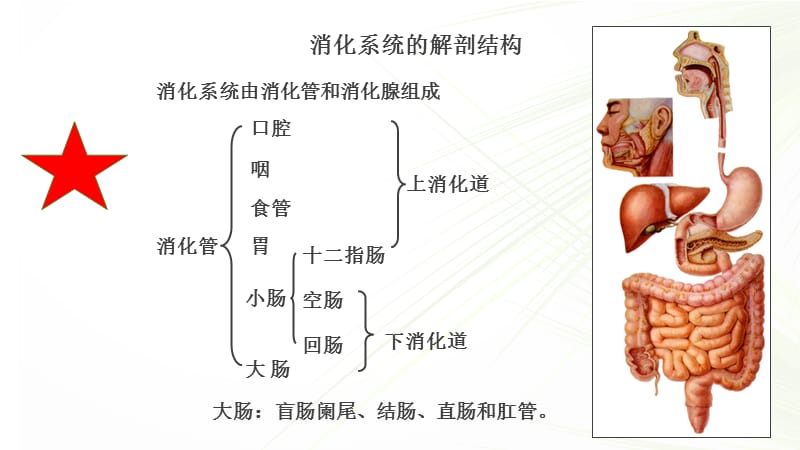 系统解剖学之消化系统.ppt_第3页