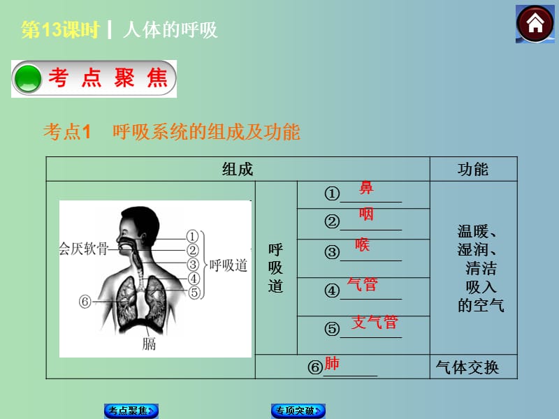 七年级生物下册 第13课时 人体的呼吸课件 新人教版.ppt_第2页