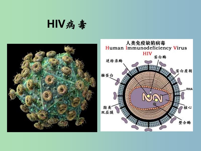 八年级生物下册 25.3 免疫课件1 （新版）苏教版.ppt_第2页