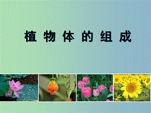 七年級(jí)生物下冊(cè) 9.1 植物體的組成課件1 蘇科版.ppt