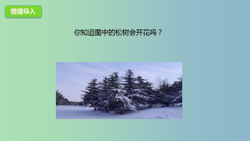 七年级生物上册2.1.1绿色植物的主要类群课件2新版济南版.ppt_第2页