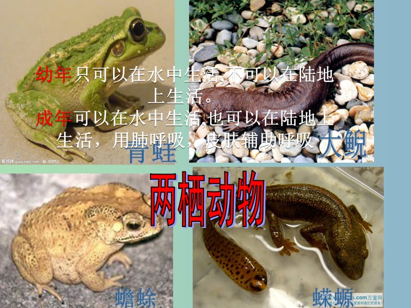 八年级生物下册《第七单元 第一章 第三节 两栖动物的生殖和发育》课件 新人教版.ppt_第2页