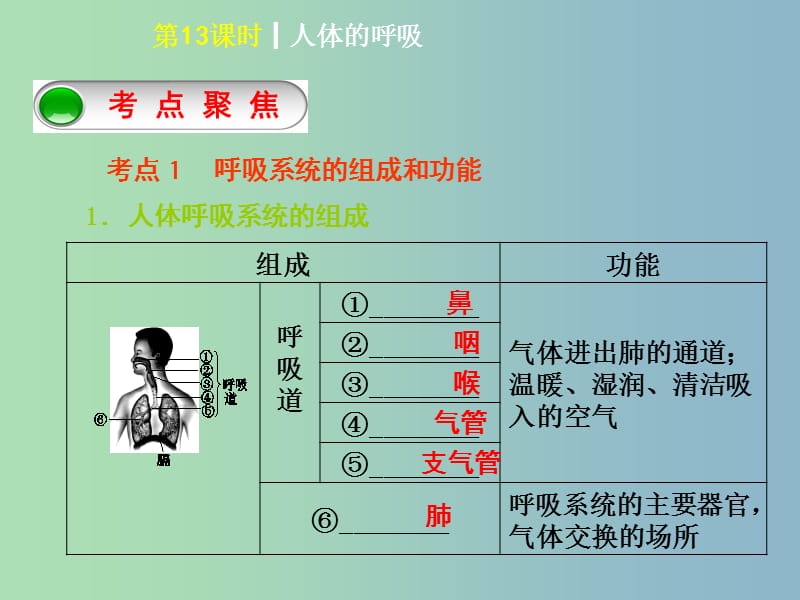 中考生物第四单元生物圈中的人第13课时人体的呼吸课件.ppt_第2页