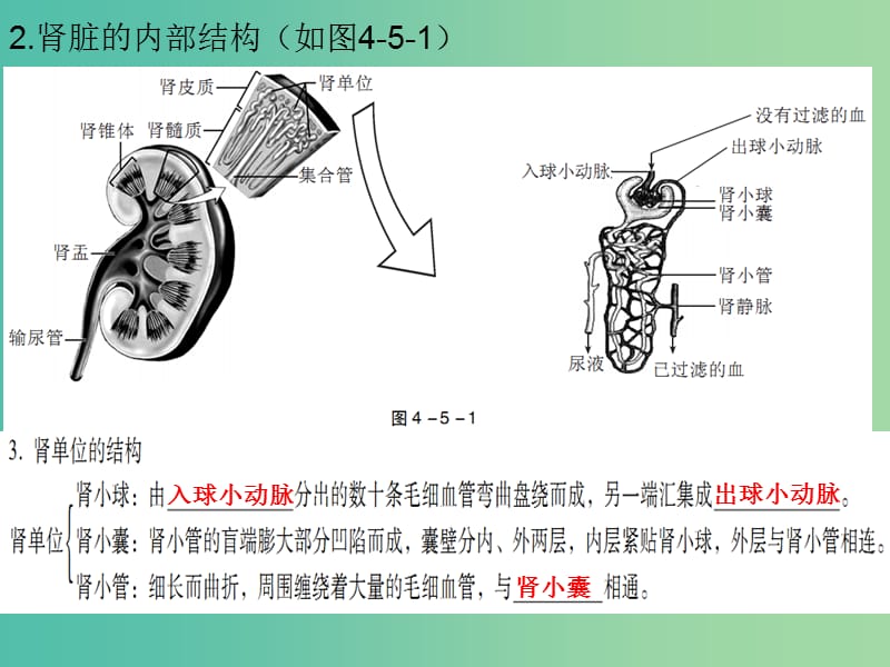 中考生物总复习 第四单元 第五章 人体内废物的排出课件.ppt_第3页