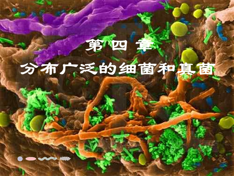 八年级生物上册 第五单元 第四章 第二节 细菌课件 （新版）新人教版.ppt_第1页