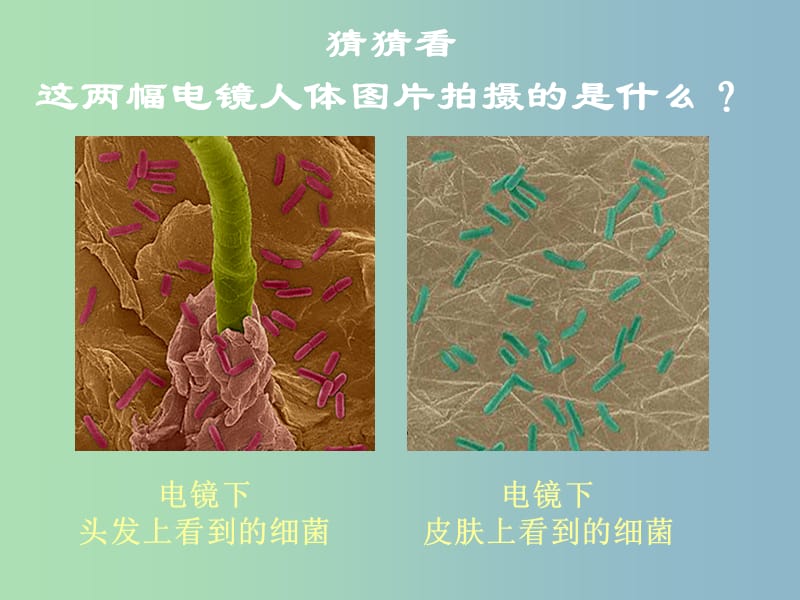 八年级生物上册 第五单元 第四章 第二节 细菌课件 （新版）新人教版.ppt_第2页