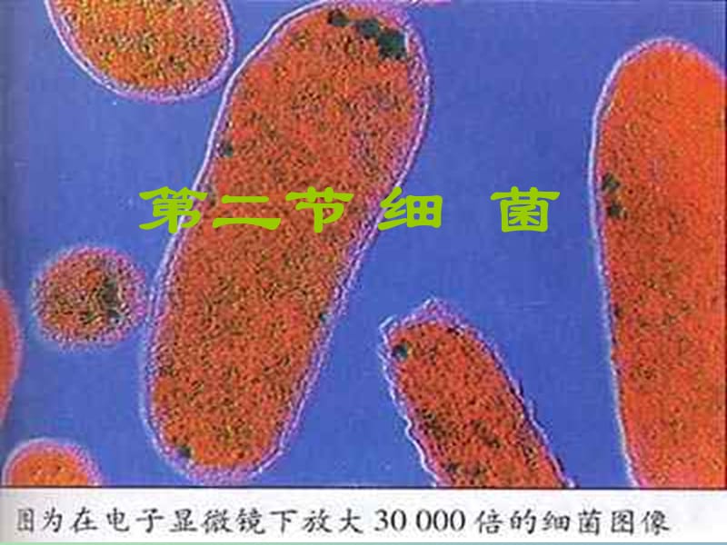 八年级生物上册 第五单元 第四章 第二节 细菌课件 （新版）新人教版.ppt_第3页