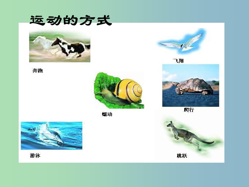 七年级生物上册 2.2.3 动物的运动课件 （新版）济南版.ppt_第2页