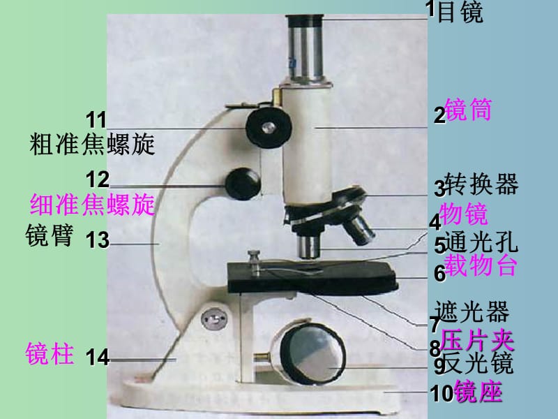 七年级生物上册《2.1.1 练习使用显微镜》课件 （新版）新人教版.ppt_第2页