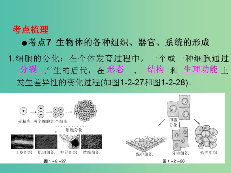 中考生物 第一部分 教材考点同步解析 第二单元 生物体的结构层次（第3课时）复习课件 新人教版.ppt_第2页