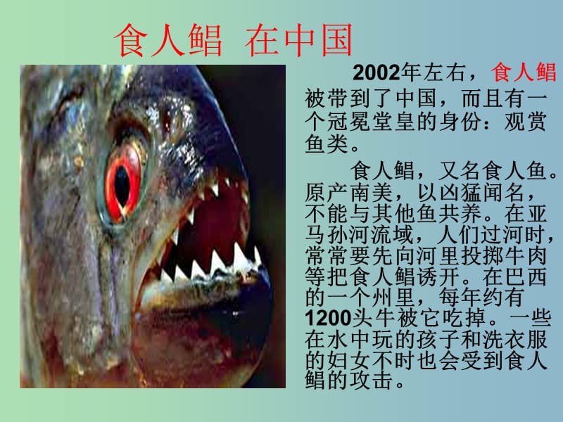 八年级语文上册 第4单元 19 生物入侵者课件 新人教版.ppt_第3页