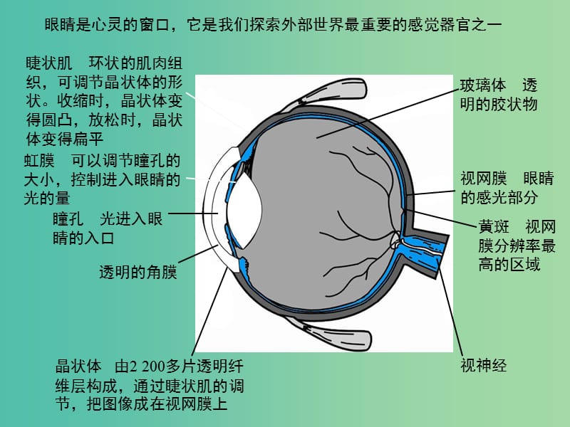 八年级物理下册 6.4 眼睛和眼镜课件 （新版）北师大版.ppt_第2页