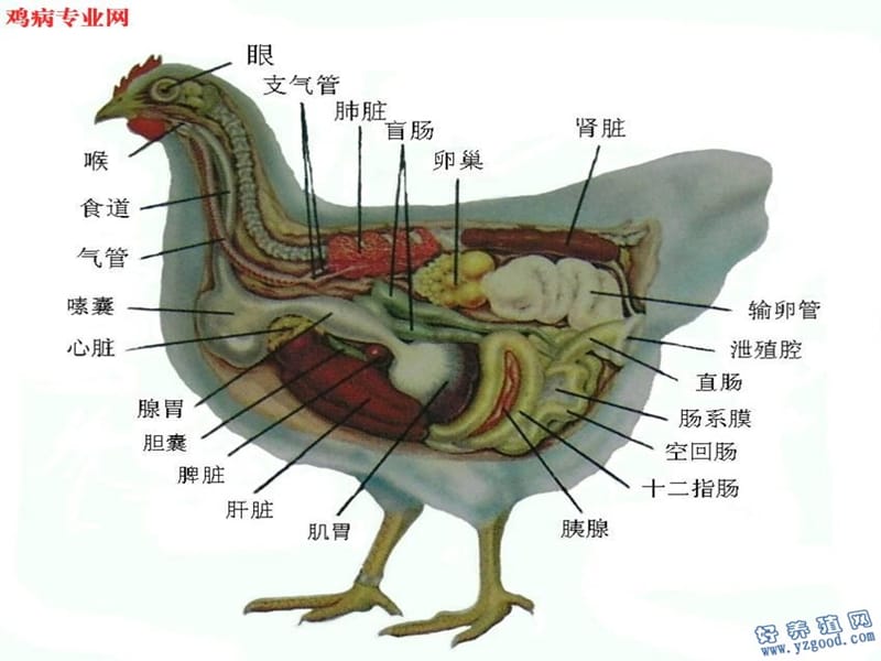 鸡解剖图及各器官常见病分析.ppt_第2页