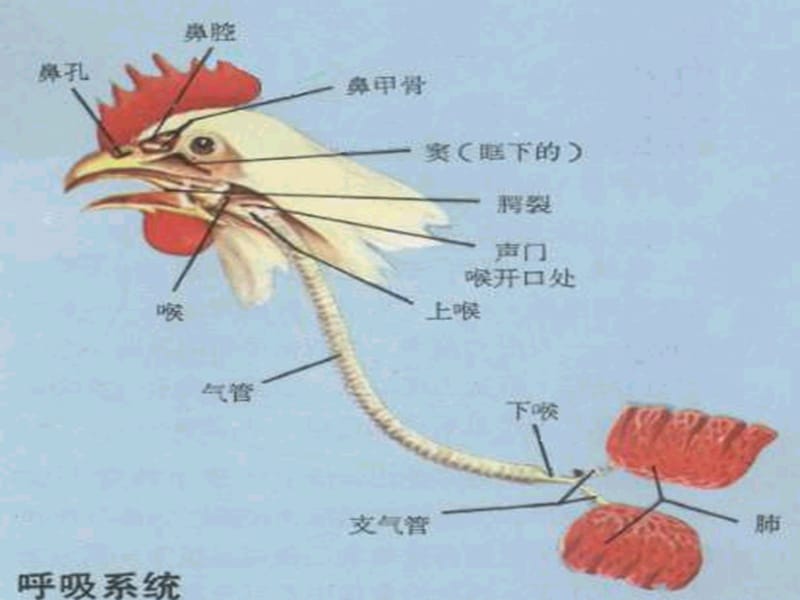 鸡解剖图及各器官常见病分析.ppt_第3页