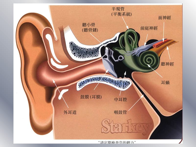 急性化脓性中耳炎课件.ppt_第2页