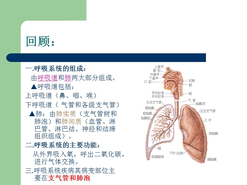 呼吸系统疾病常见症状.ppt_第3页