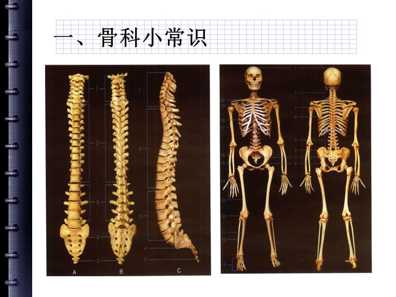 骨质疏松症的预防课件定稿.ppt_第3页