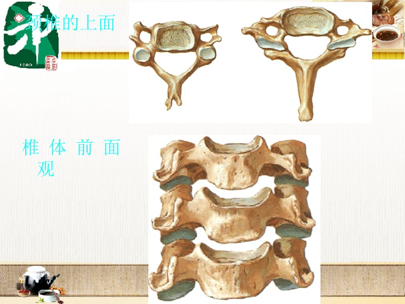 颈椎病的解剖与推拿.ppt_第3页