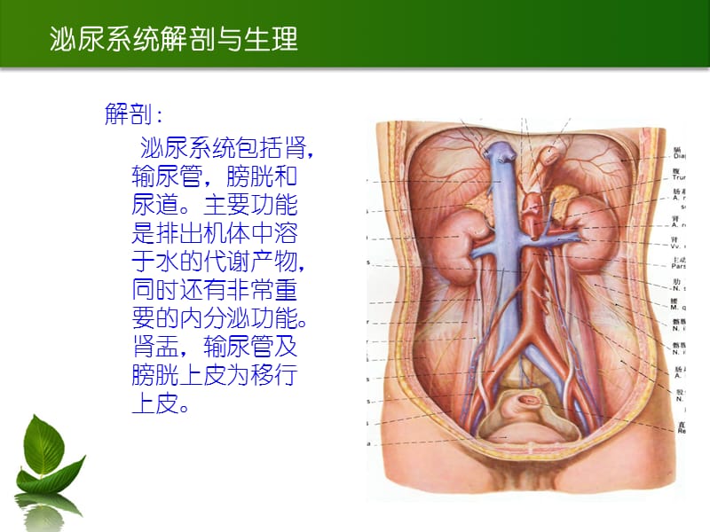 讲课输尿管结石.ppt_第2页