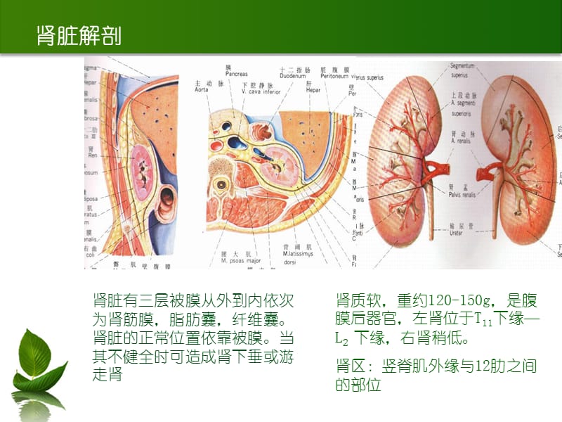 讲课输尿管结石.ppt_第3页