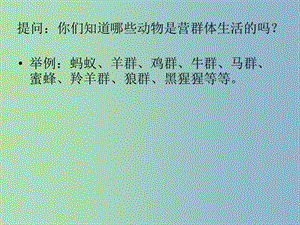 八年級生物上冊《5.2.3 社會行為》課件 新人教版.ppt